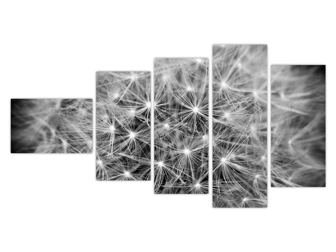 Obraz šedé pampelišky (V020607V11060)