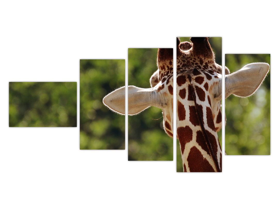 Obraz žirafy zezadu (V020638V11060)