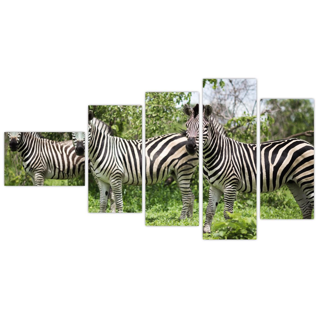 Obraz s zebrami (V020921V11060)