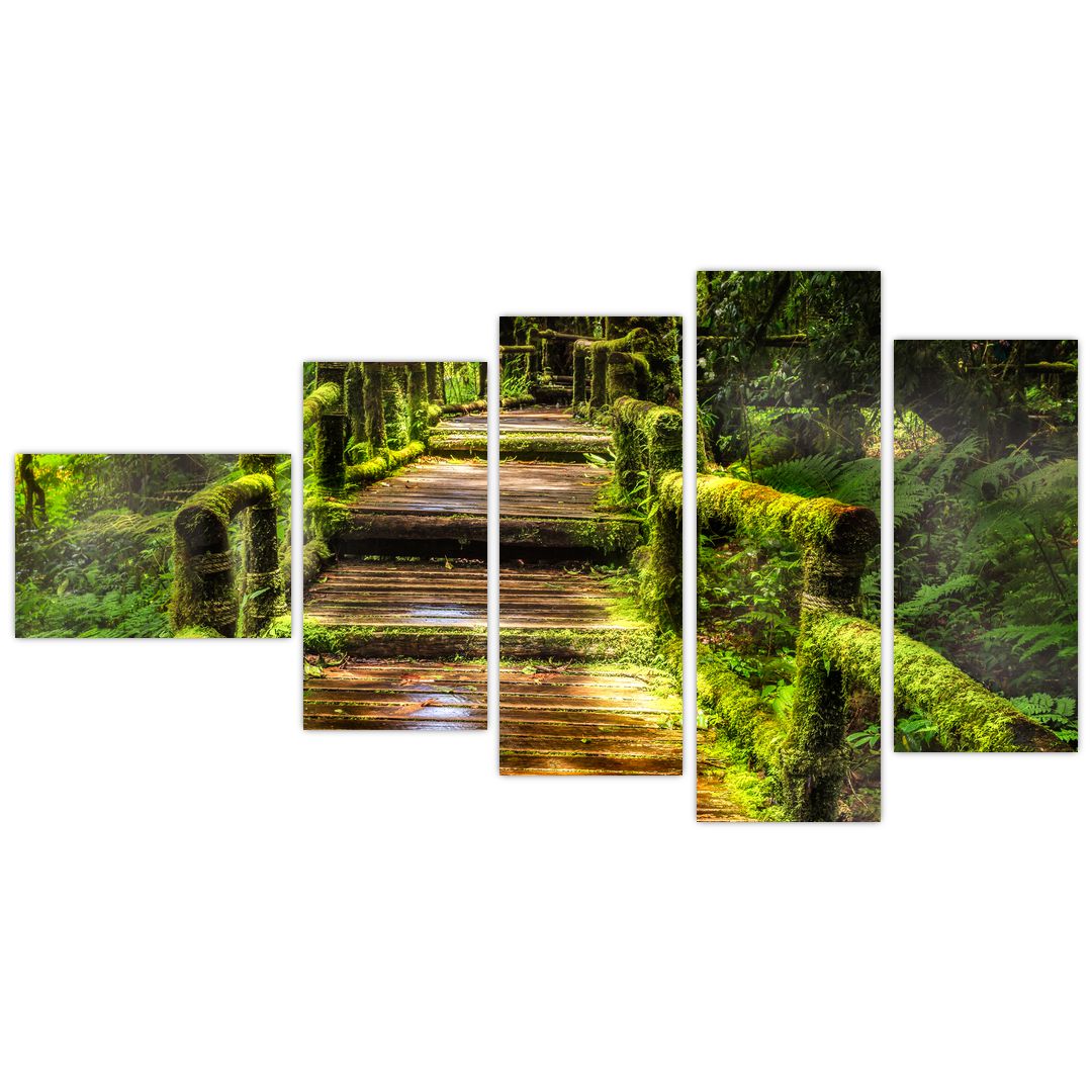 Obraz schodů v deštném pralese (V020941V11060)