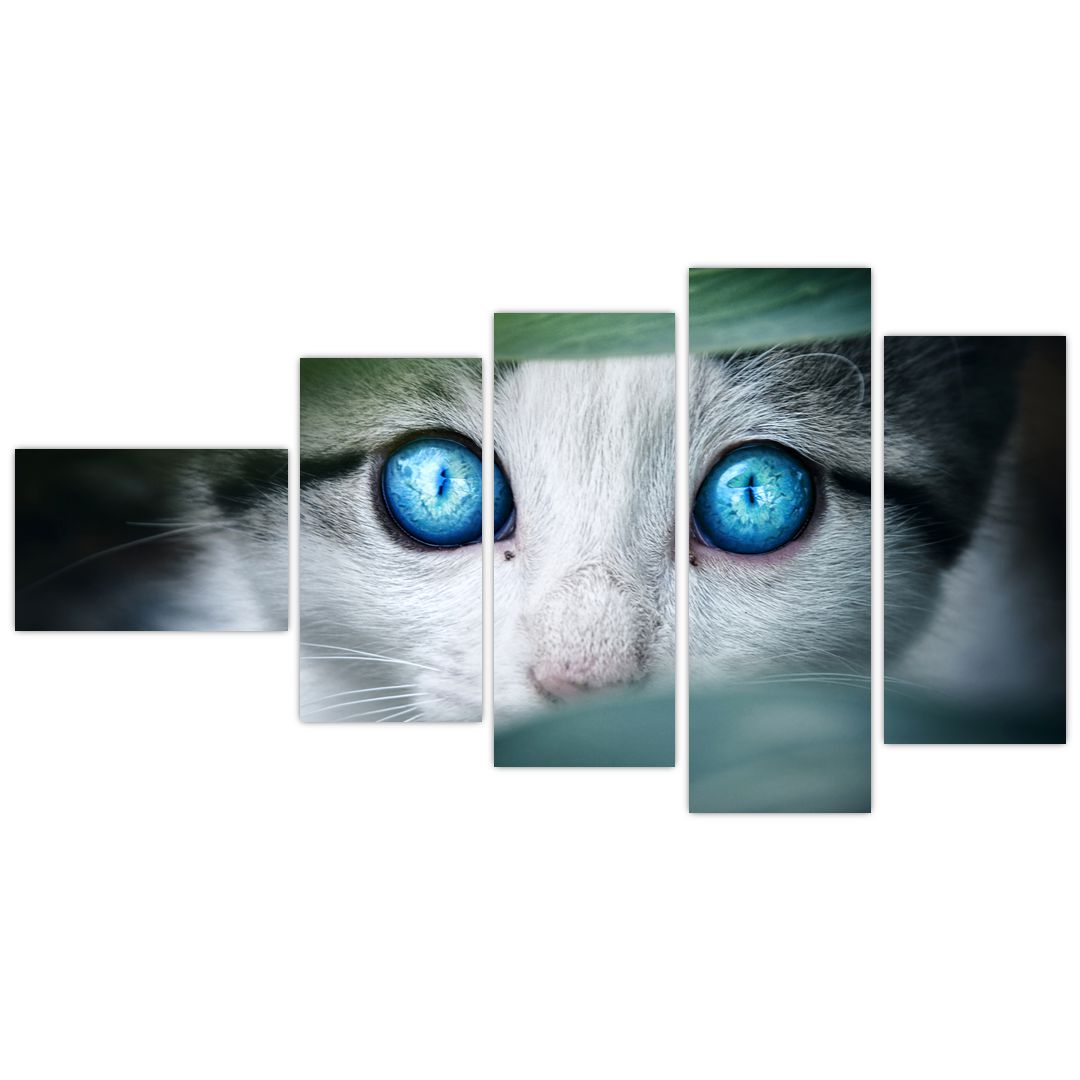 Obraz kočky (V020944V11060)