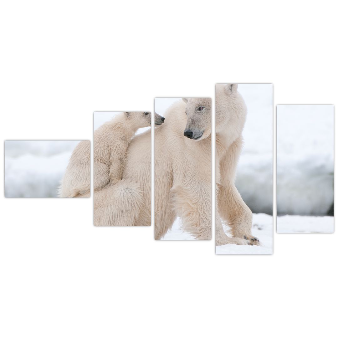 Obraz - Lední medvědi (V022334V11060)