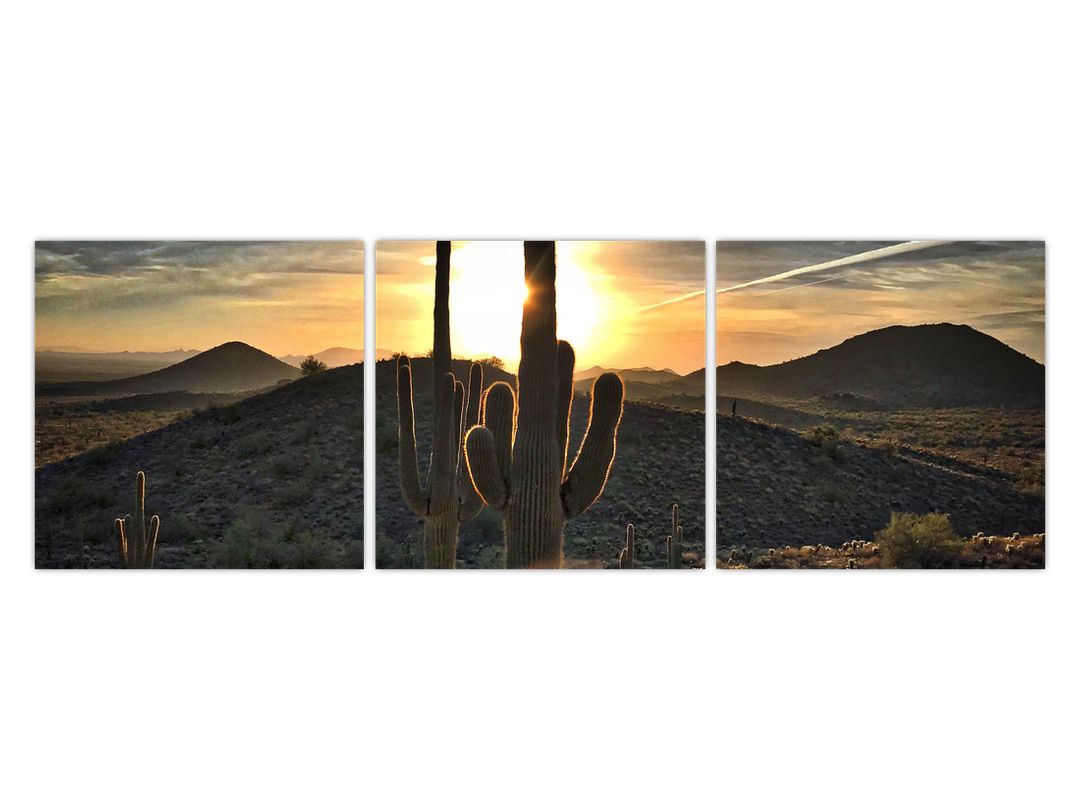 Obraz - kaktusy ve slunci (V020560V12040)