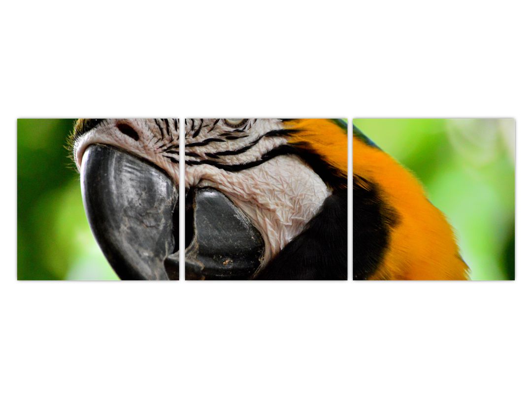 Obraz papouška (V020561V12040)
