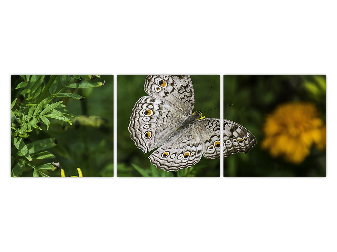 Obraz - bílý motýl (V020576V12040)