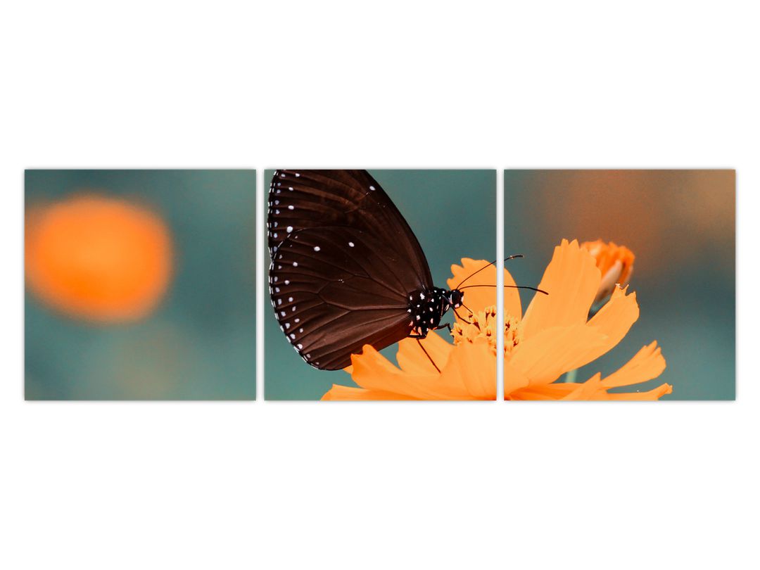 Obraz - motýl na oranžové květině (V020577V12040)