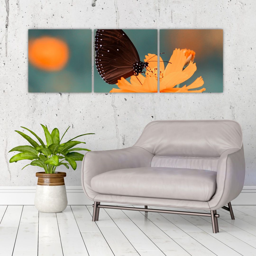 Obraz - motýl na oranžové květině (V020577V12040)