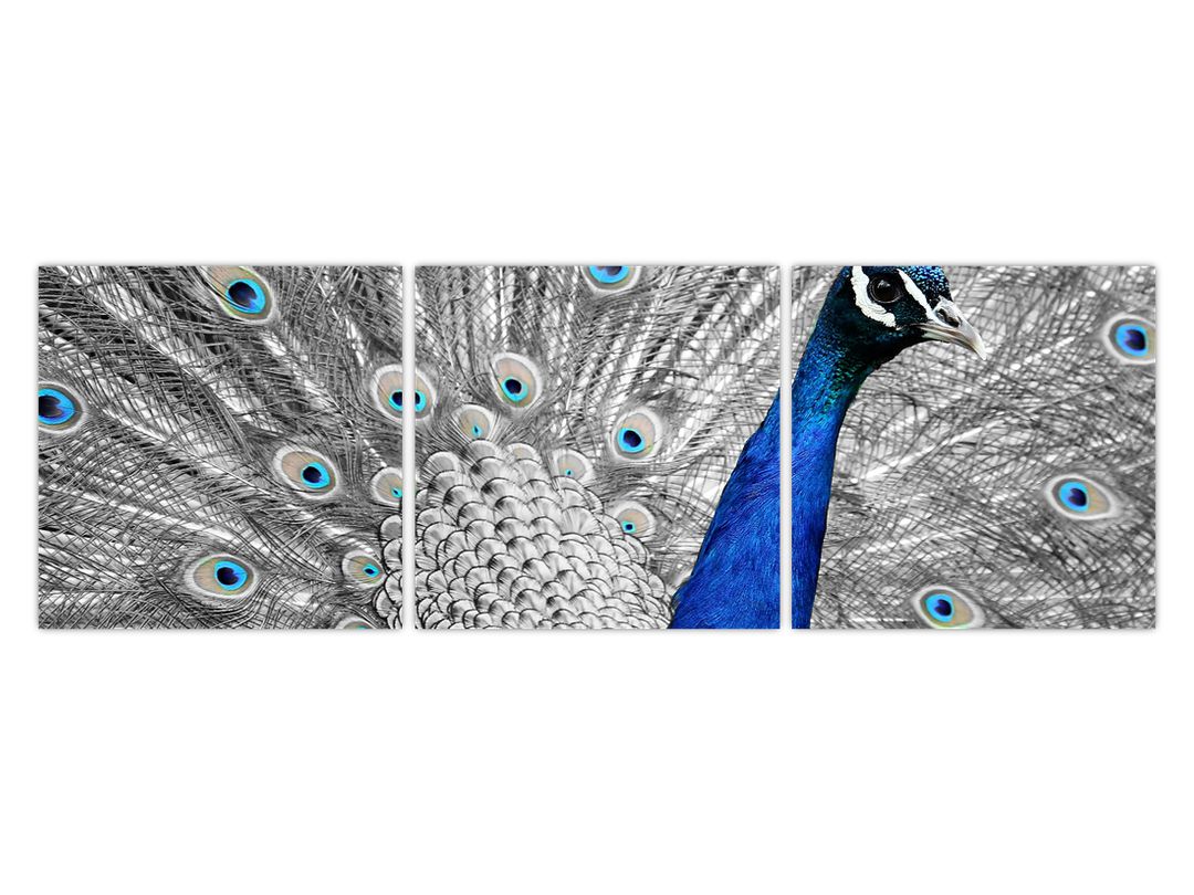 Obraz - modrý páv (V020578V12040)