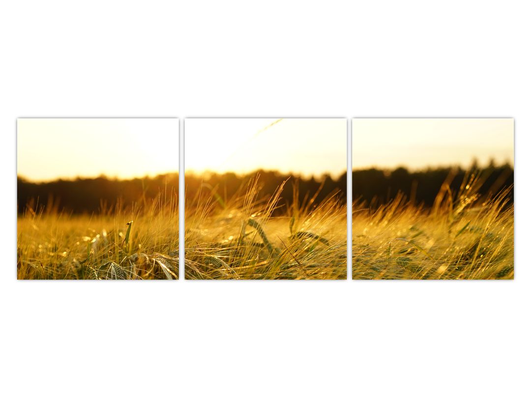 Obraz orosené trávy (V020584V12040)