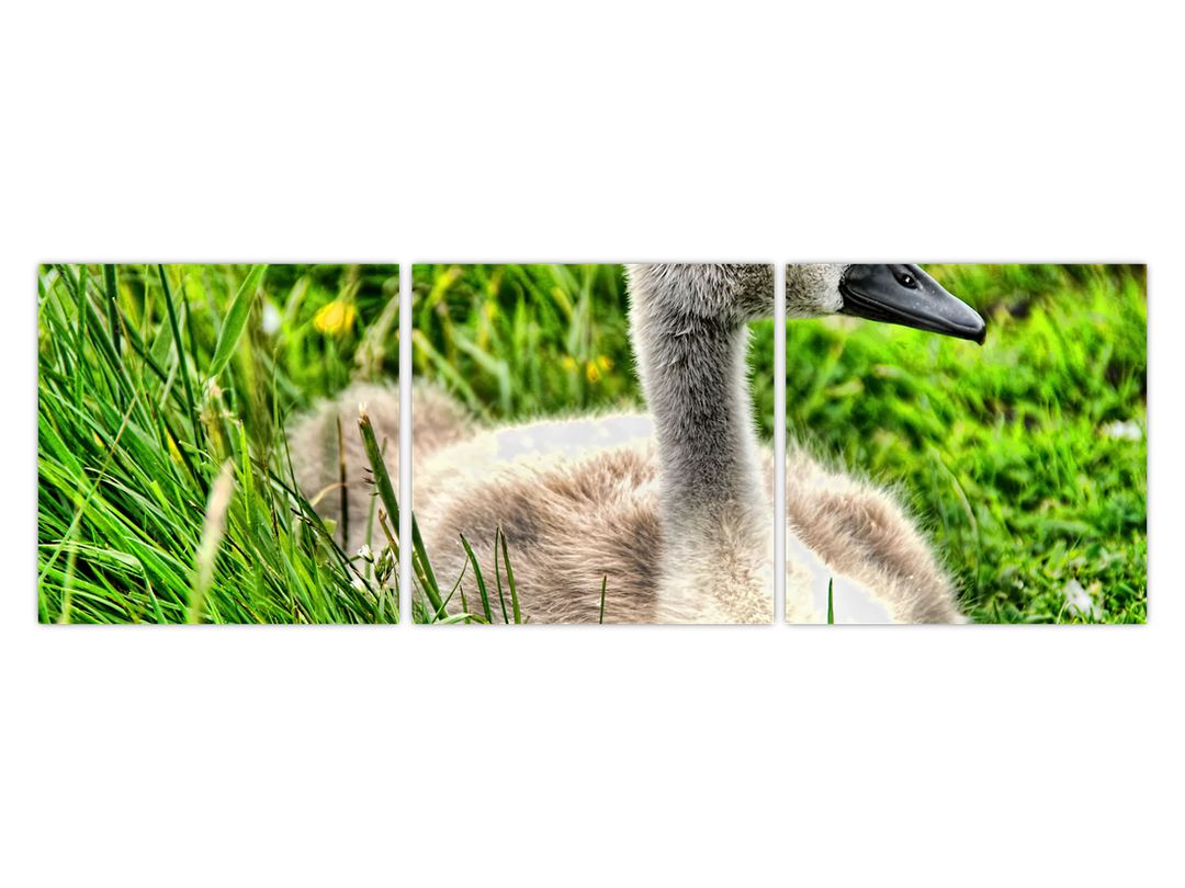 Obraz - malá labuť v trávě (V020585V12040)