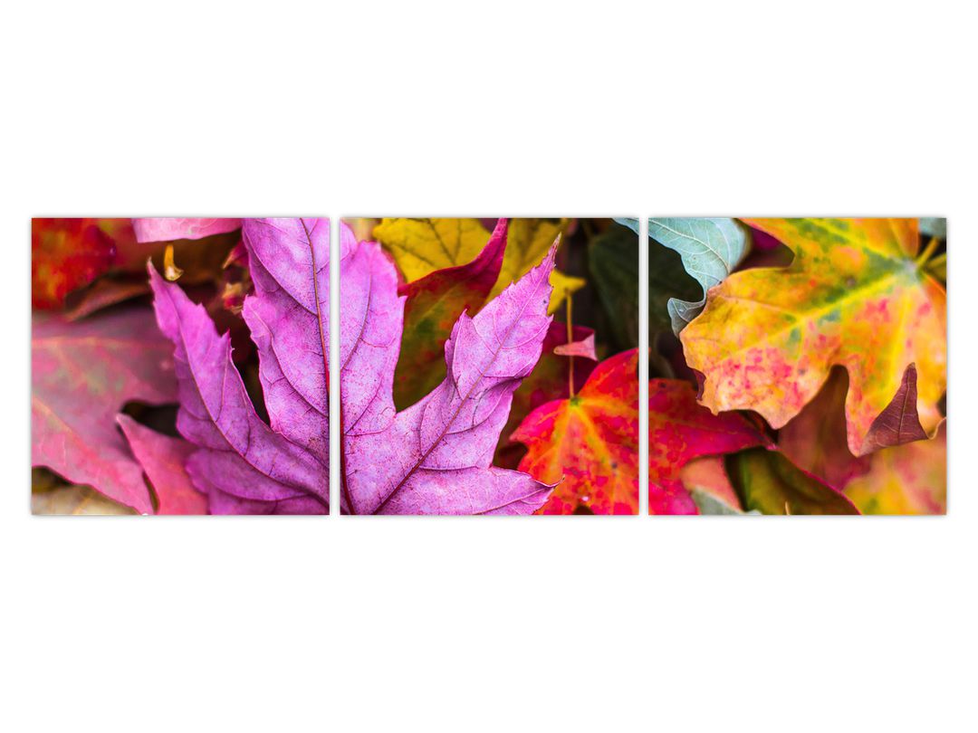 Obraz - podzimní listy (V020629V12040)