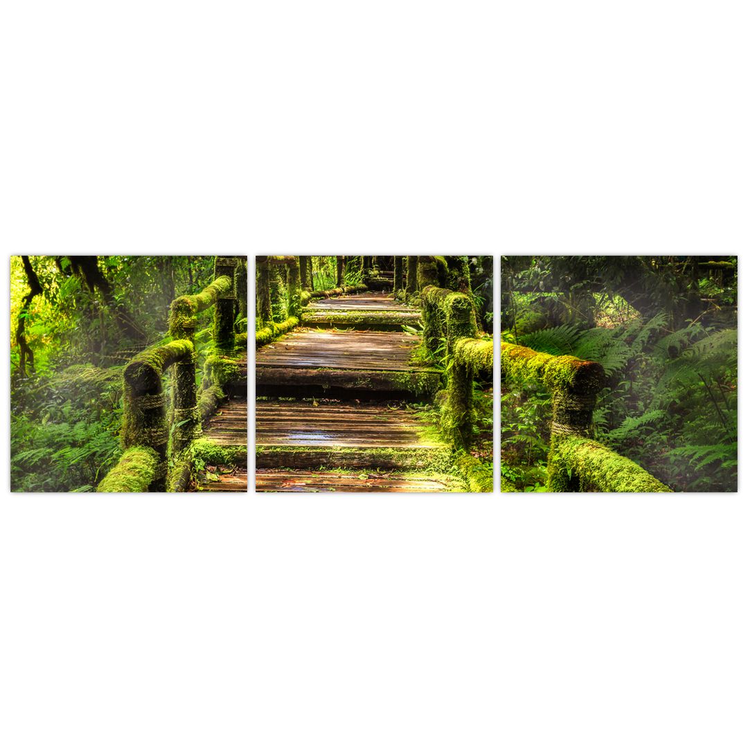 Obraz schodů v deštném pralese (V020941V12040)
