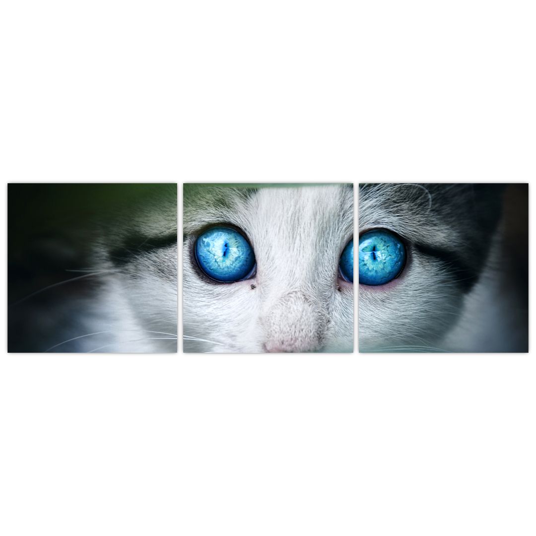 Obraz kočky (V020944V12040)