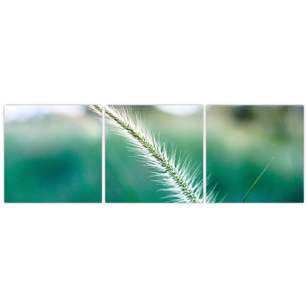 Obraz stébla trávy (V020962V12040)