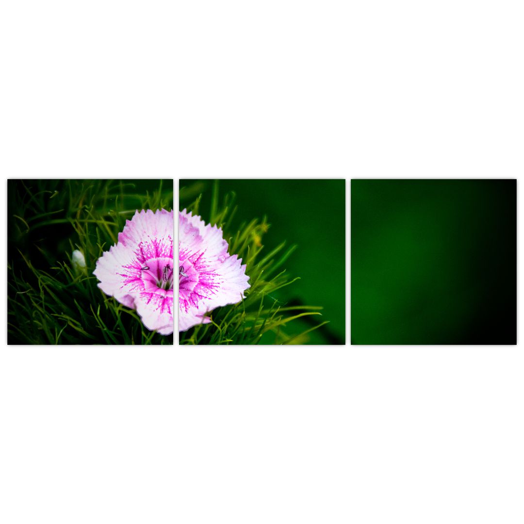 Obraz růžového květu (V020990V12040)