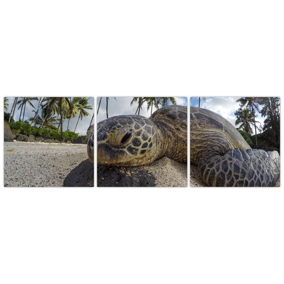 Obraz želvy (V020992V12040)