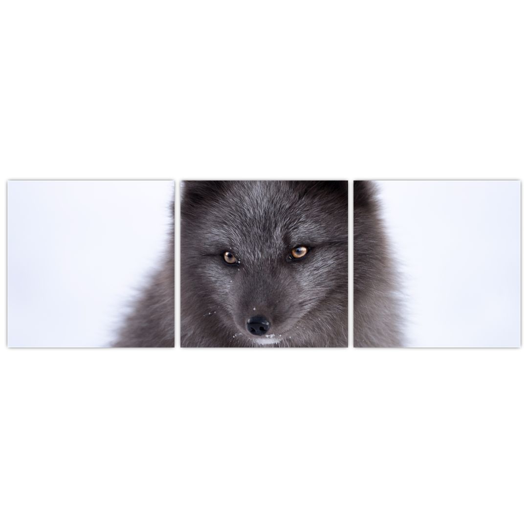 Obraz sněžné lišky (V021000V12040)