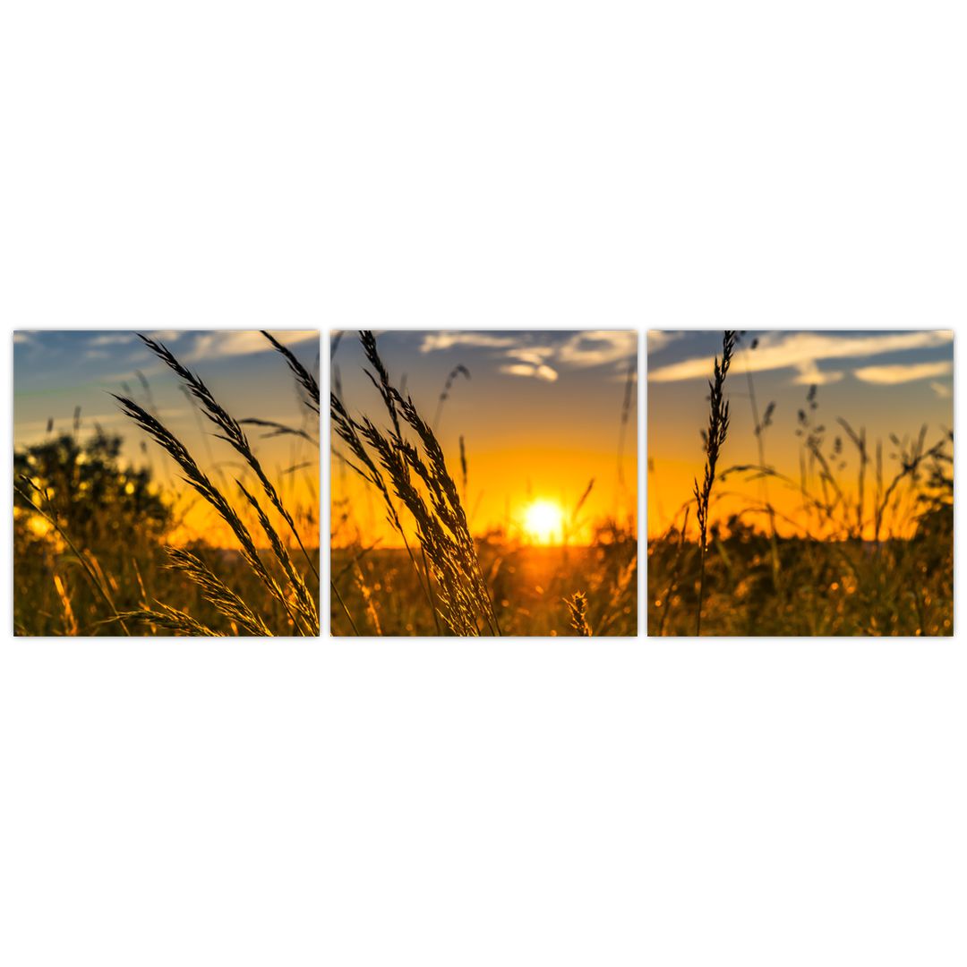 Obraz pole při západu slunce (V021001V12040)