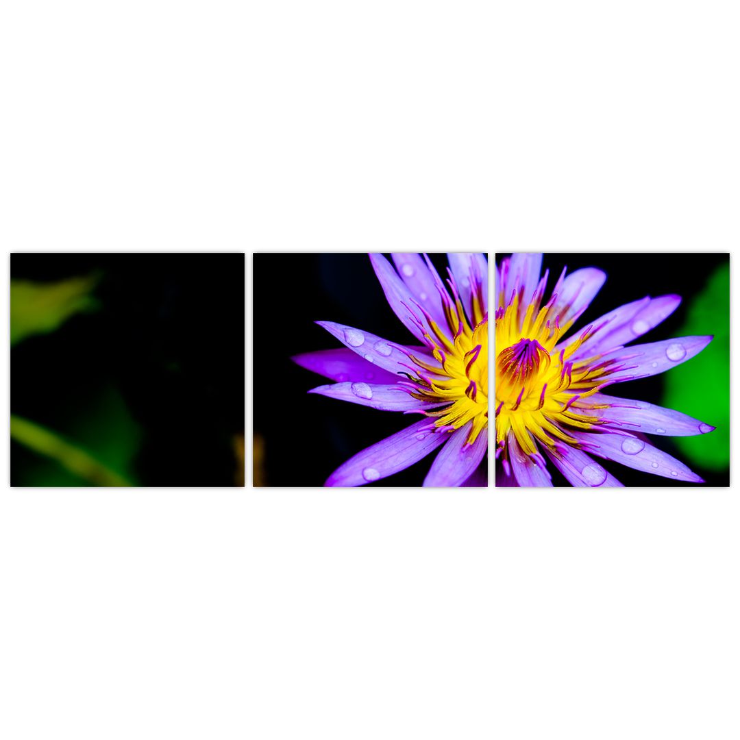 Obraz květiny (V021017V12040)