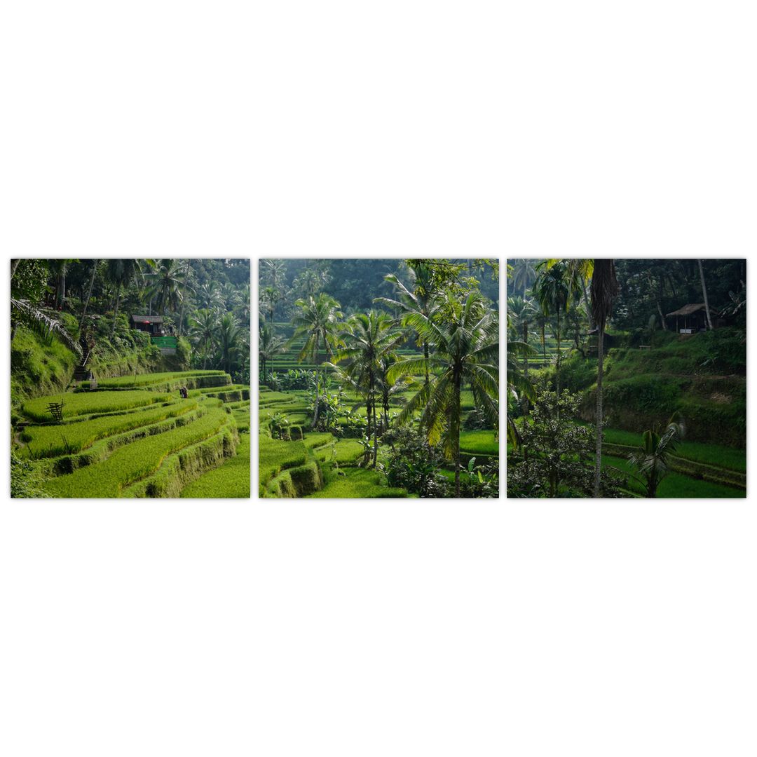 Slika riževih teras Tegalalang, Bali (V021569V12040)