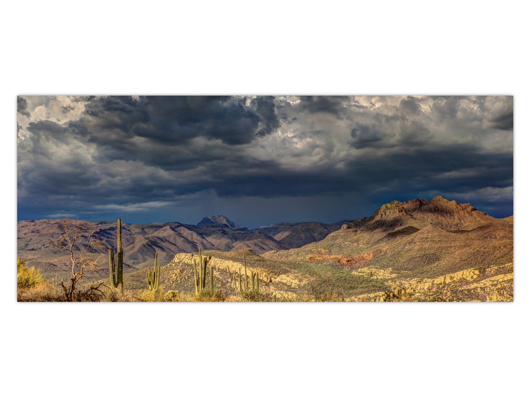 Obraz - kaktusy v přírodě (V020557V12050)