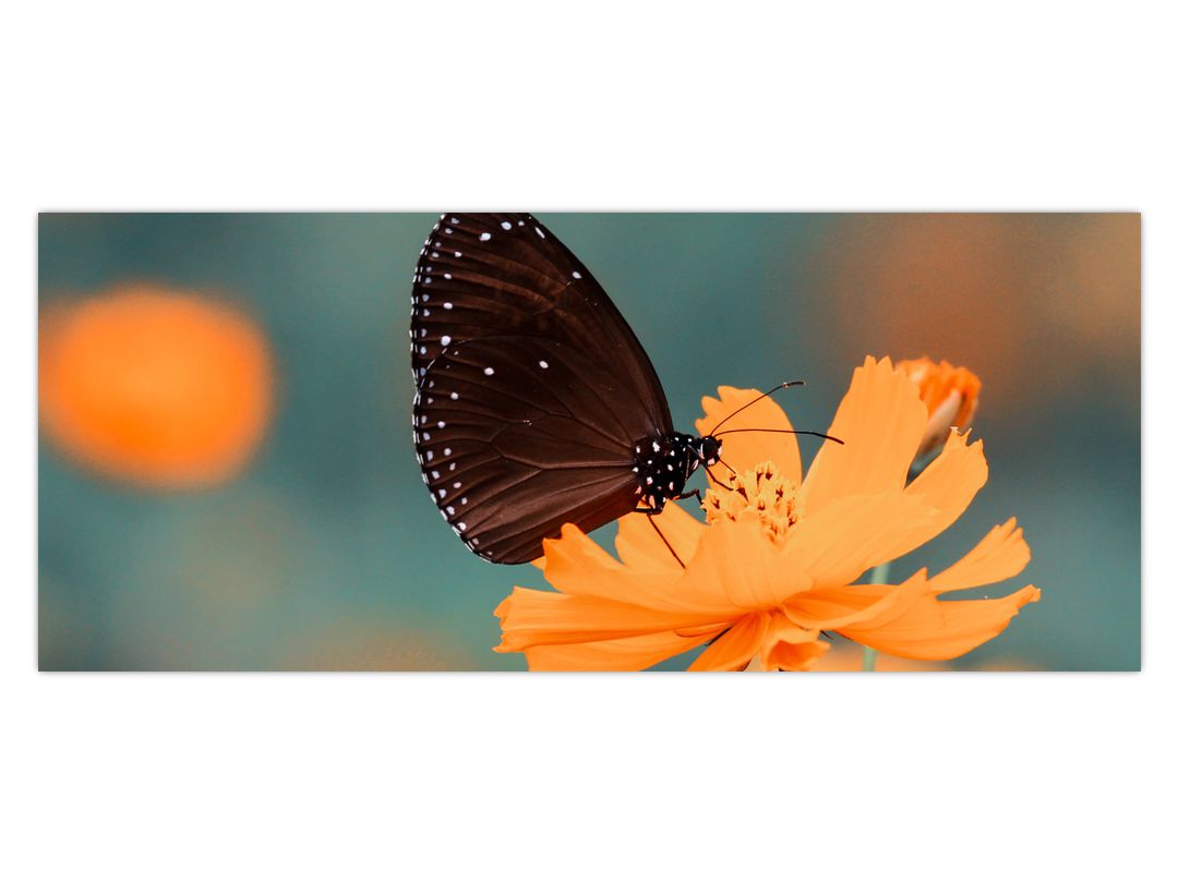 Obraz - motýl na oranžové květině (V020577V12050)