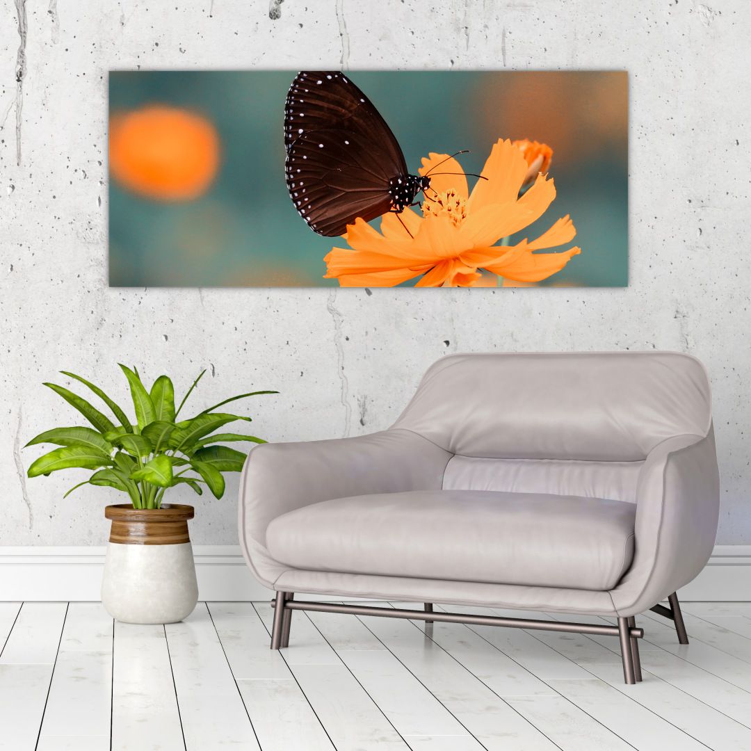 Obraz - motýl na oranžové květině (V020577V12050)