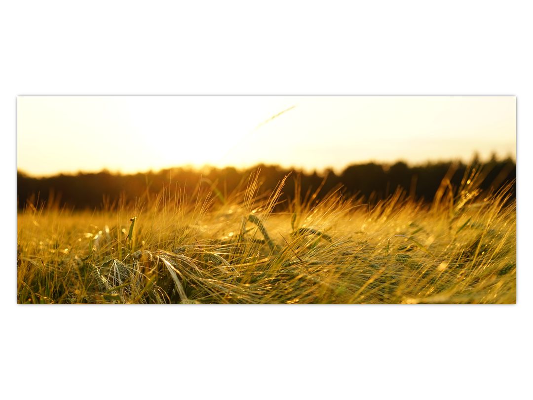 Obraz orosené trávy (V020584V12050)