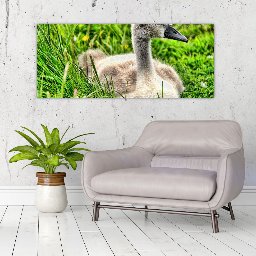 Obraz - malá labuť v trávě (V020585V12050)
