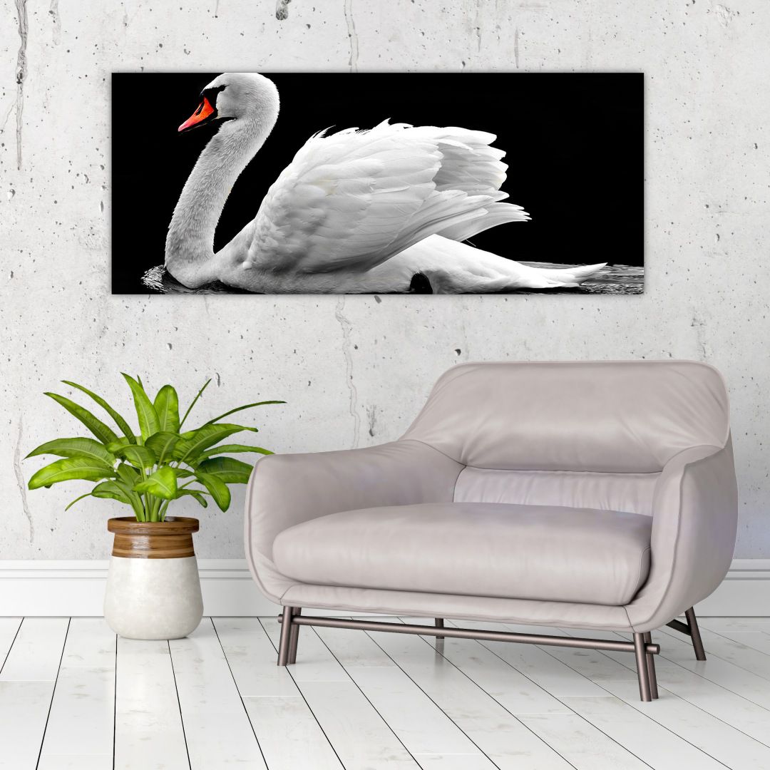 Obraz černobílé labutě (V020586V12050)