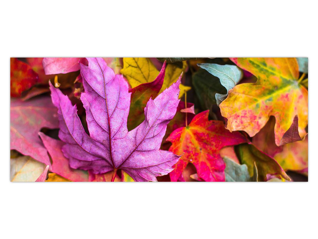 Obraz - podzimní listy (V020629V12050)