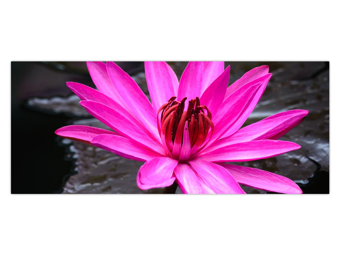 Obraz - růžový květ (V020636V12050)