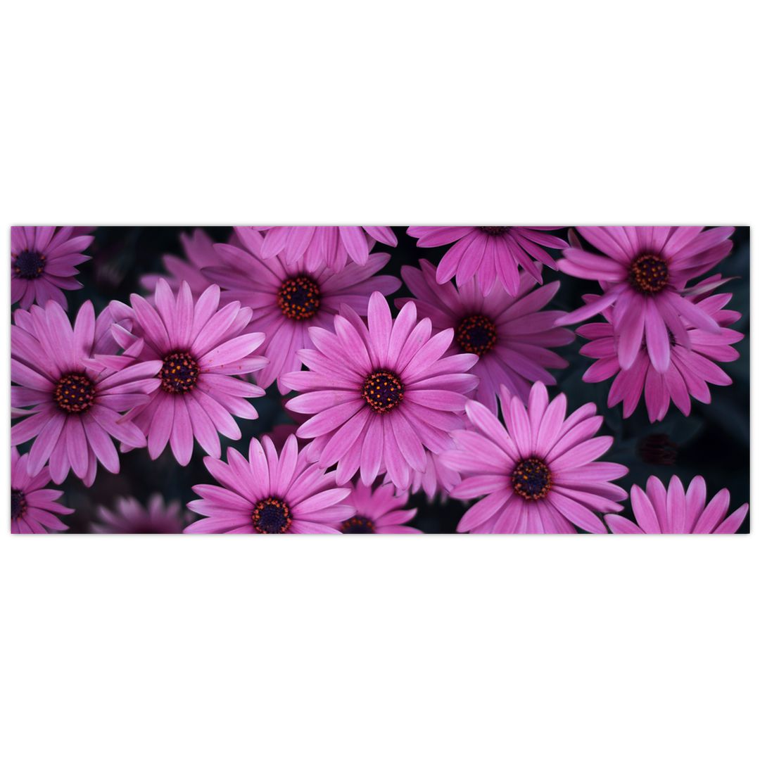 Obraz růžových květů (V020923V12050)