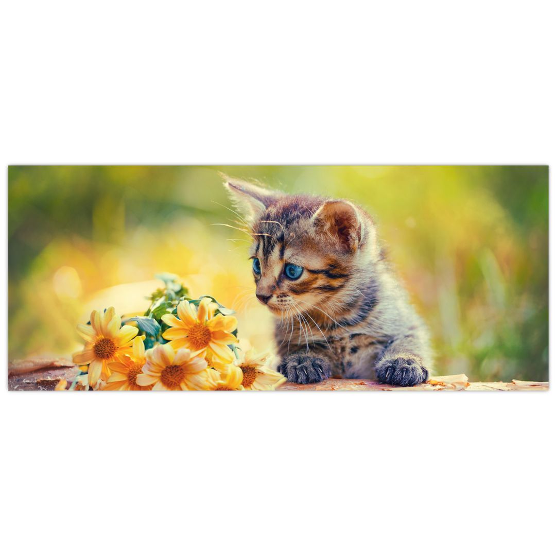 Obraz koťátka dívající se na květinu (V020943V12050)