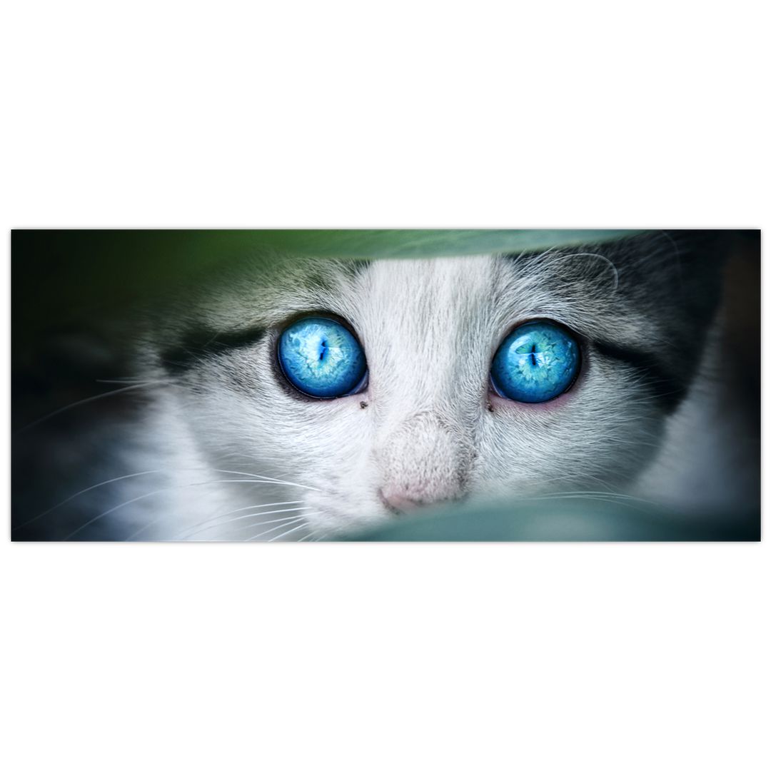Obraz kočky (V020944V12050)