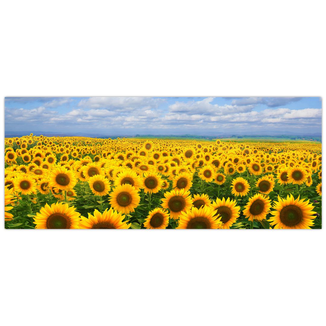 Obraz slunečnicového pole (V020946V12050)