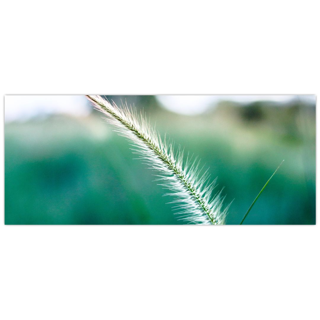 Obraz stébla trávy (V020962V12050)