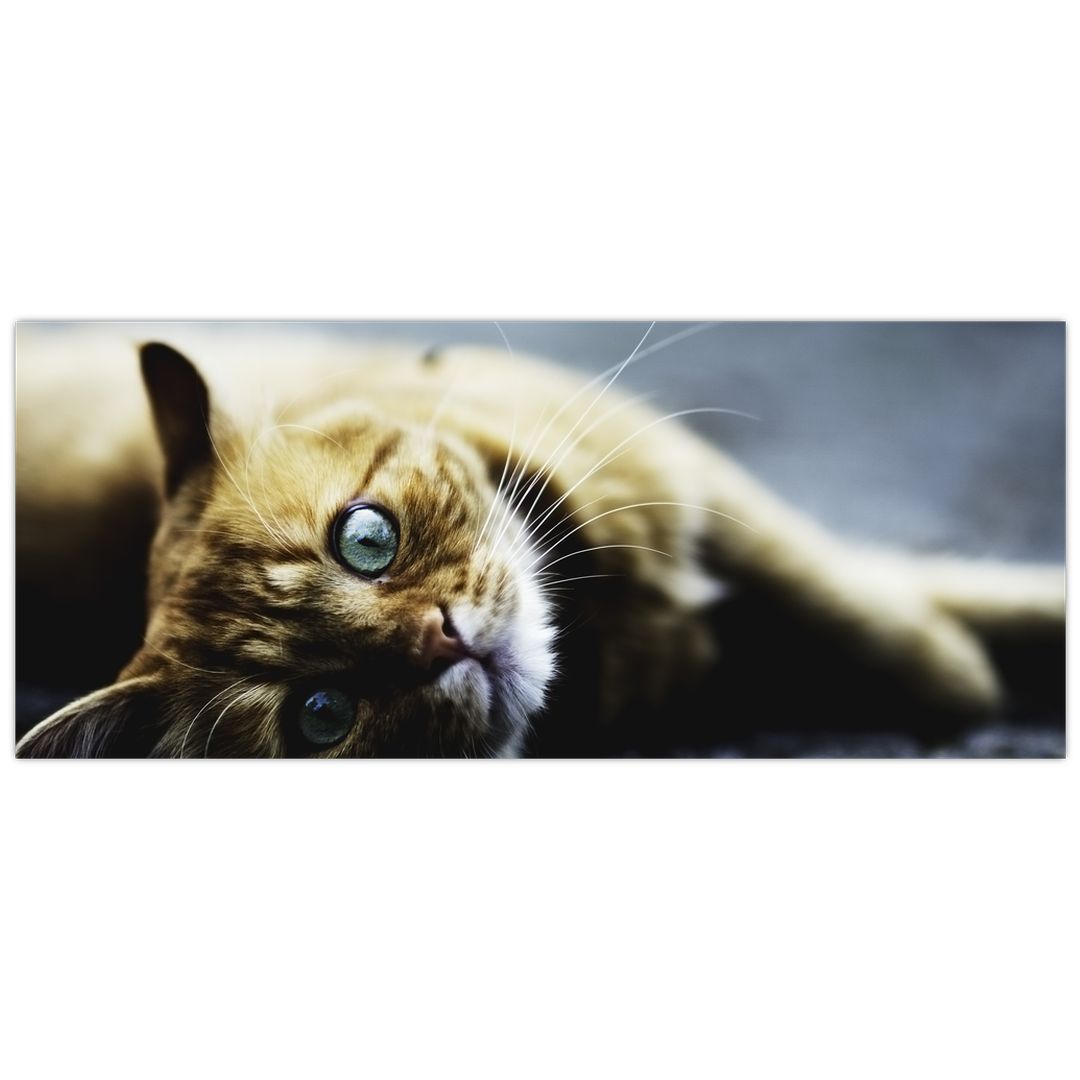 Obraz kočky (V020963V12050)