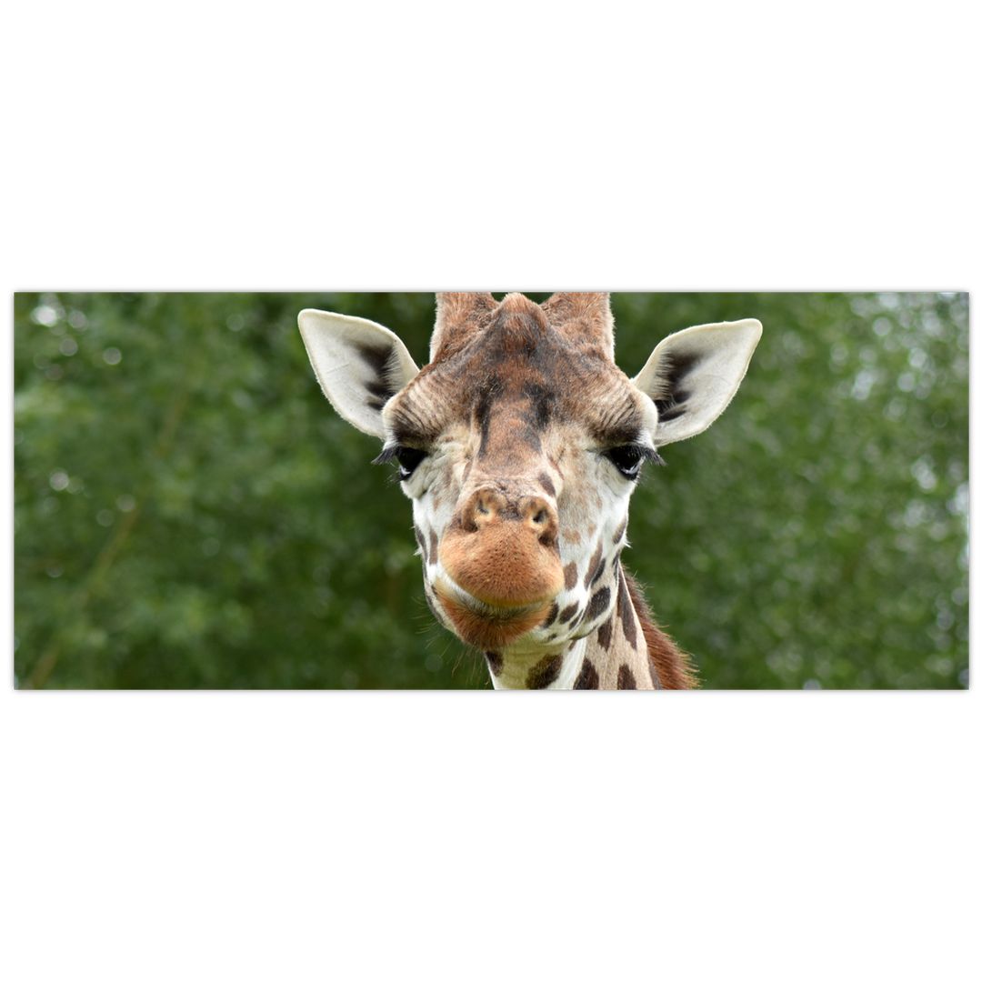 Obraz žirafy (V020969V12050)