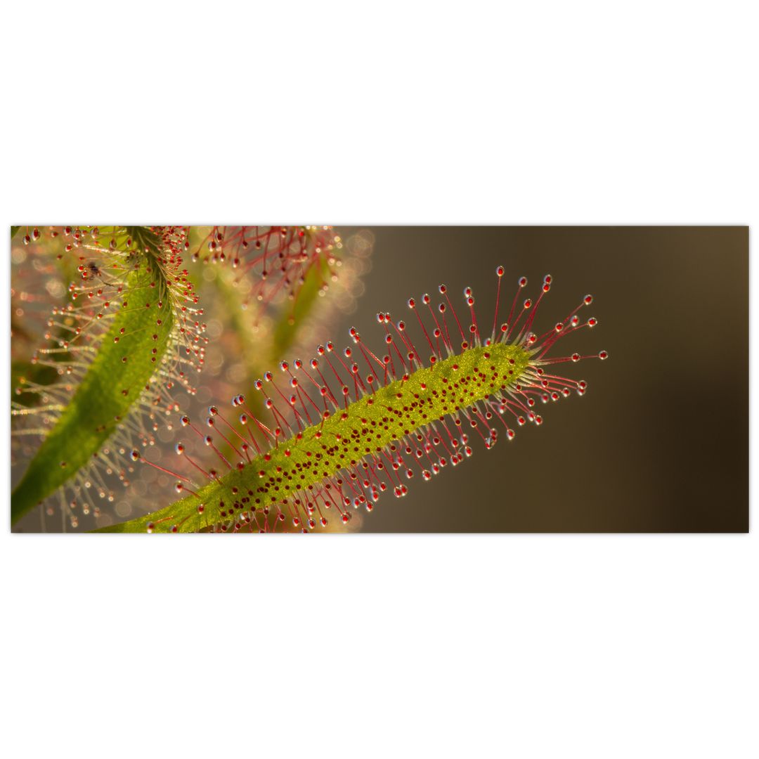 Obraz rostliny (V020984V12050)