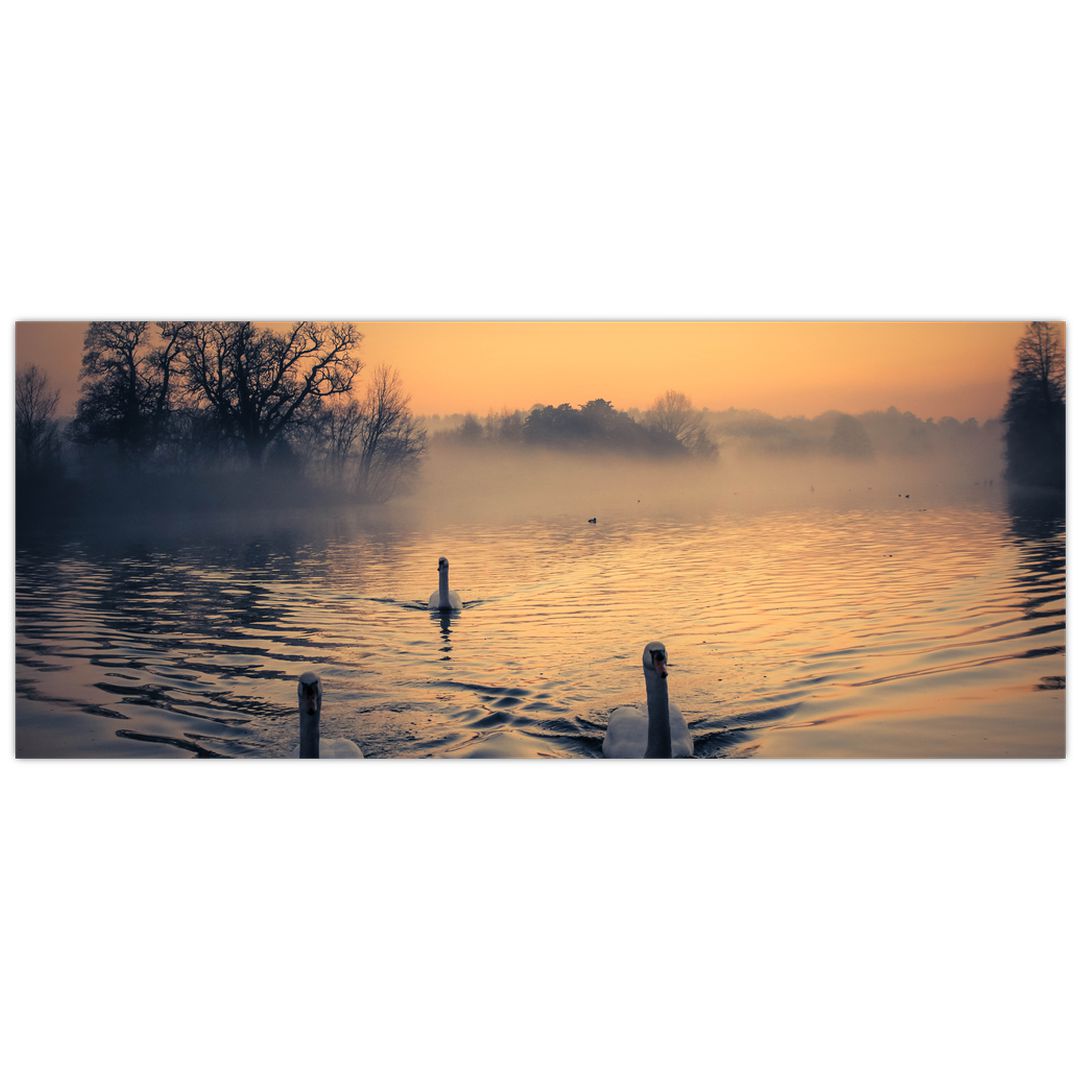 Obraz labutí na vodě v mlze (V020989V12050)