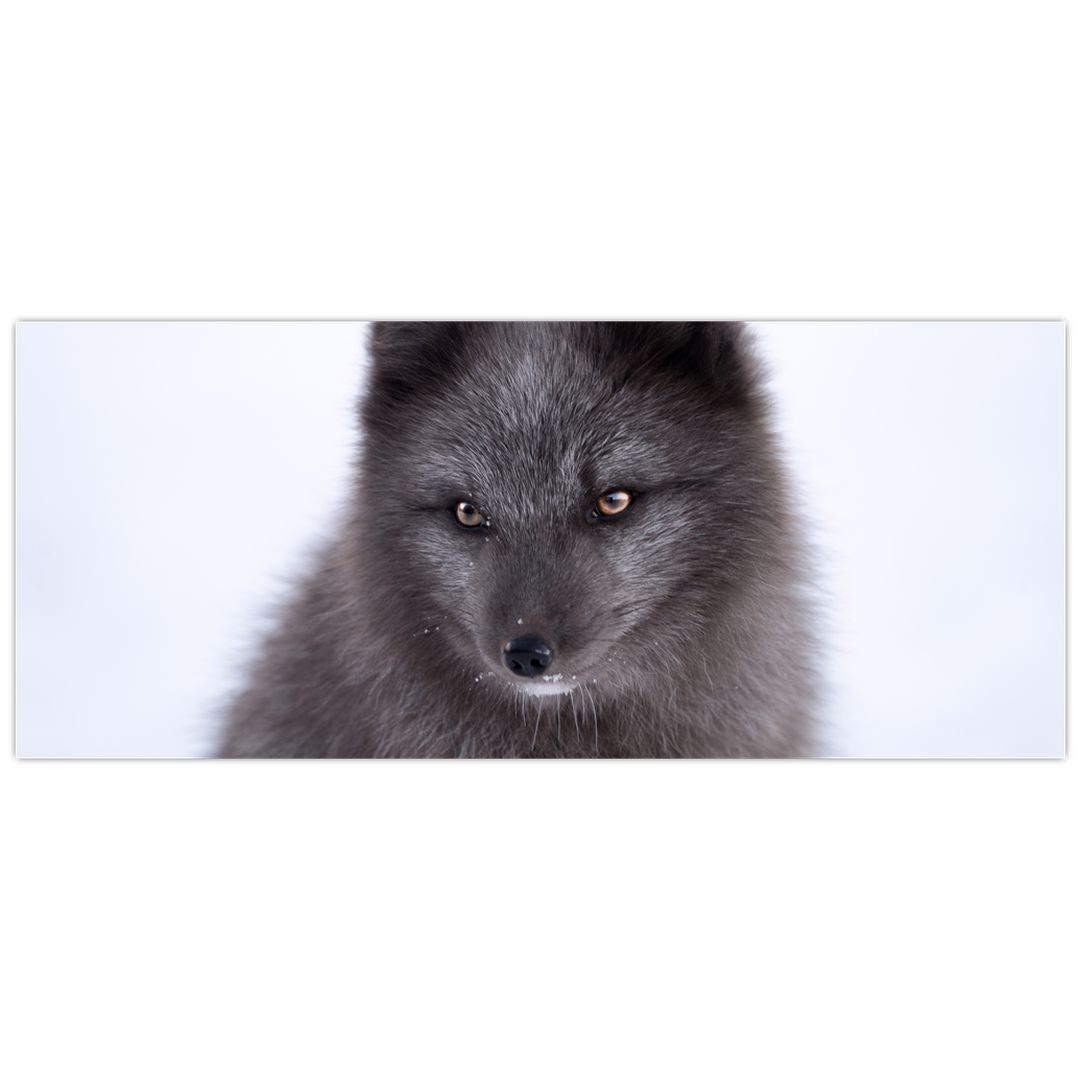 Obraz sněžné lišky (V021000V12050)