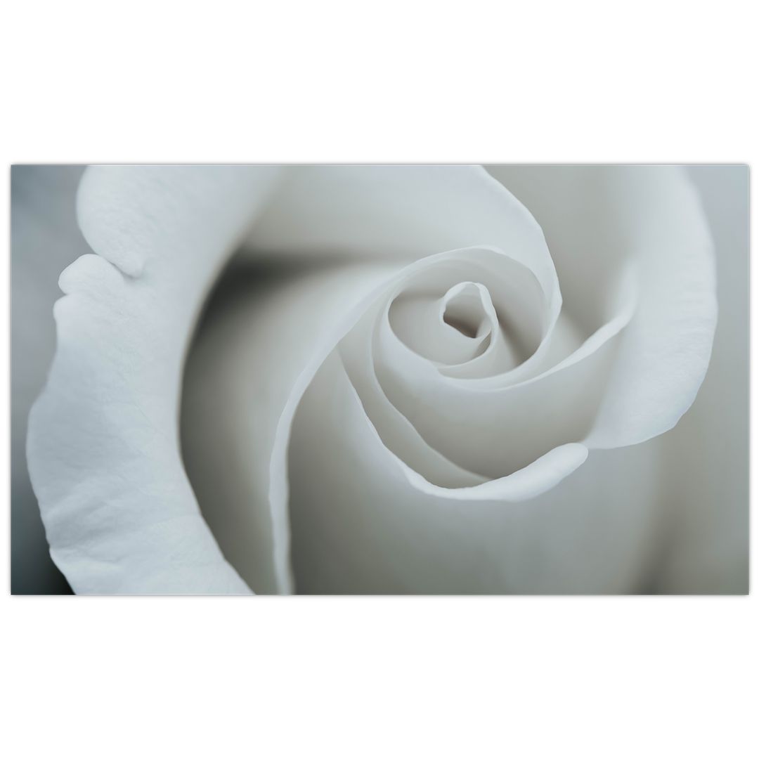 Tablou - Trandafirul alb (V021732V12070)