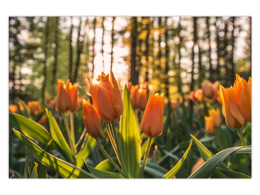Obraz - oranžové tulipány (V020552V12080)