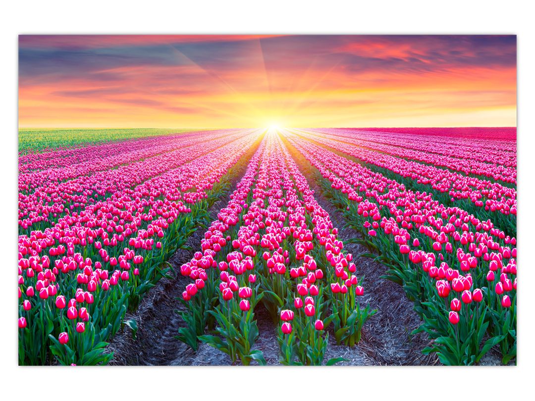 Obraz pole tulipánů se sluncem (V020554V12080)