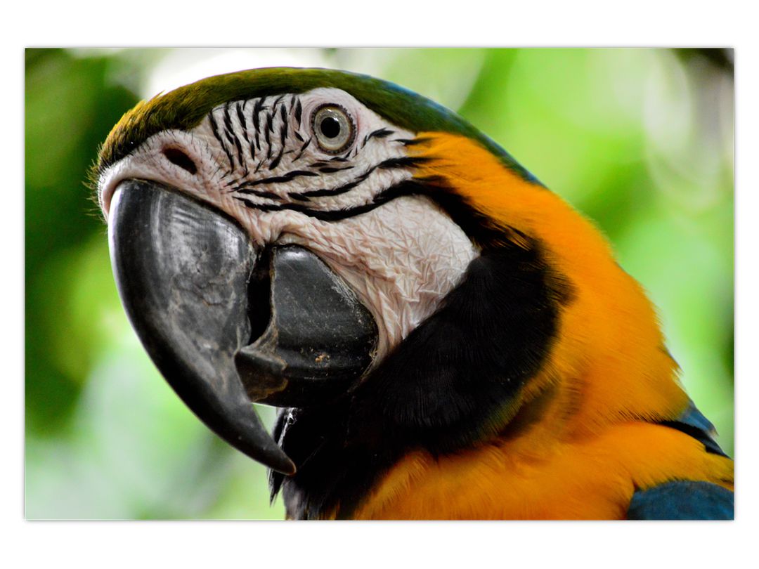 Obraz papouška (V020561V12080)