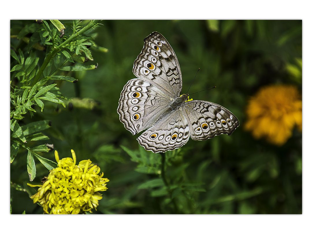Obraz - bílý motýl (V020576V12080)