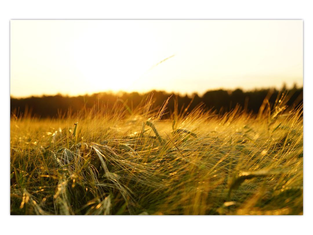 Obraz orosené trávy (V020584V12080)
