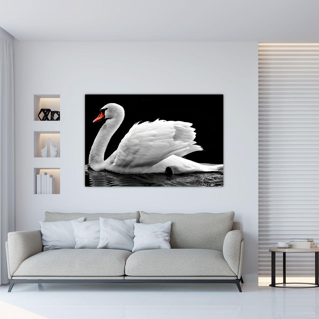Obraz černobílé labutě (V020586V12080)