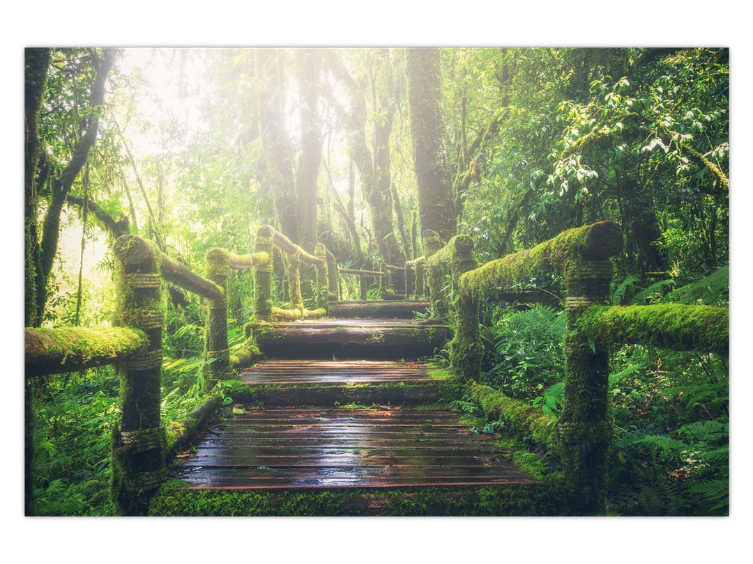 Obraz - dřevěné schody v lese (V020593V12080)